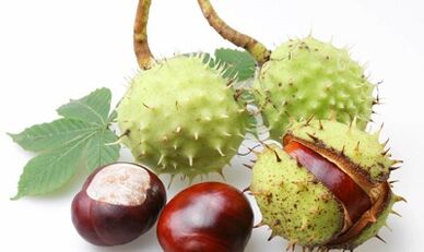 castanha de cavalos de varizes de veias das extremidades inferiores