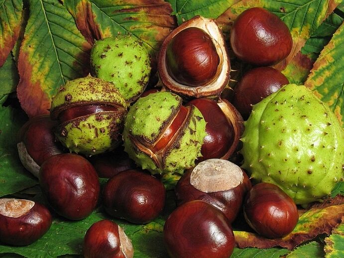 Castanha da Índia para preparar infusão de VRV