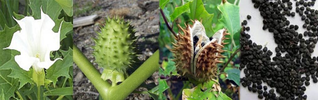 Sementes de Datura para tratamento de varizes em casa