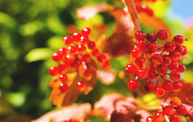 Bagas de Viburnum ajudam a curar varizes