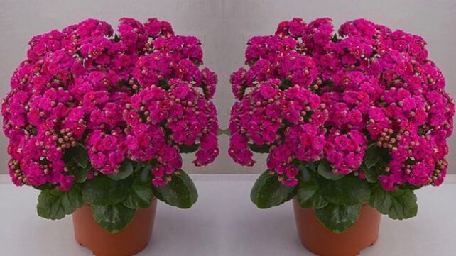 Kalanchoe para a preparação de pomadas e tinturas para varizes